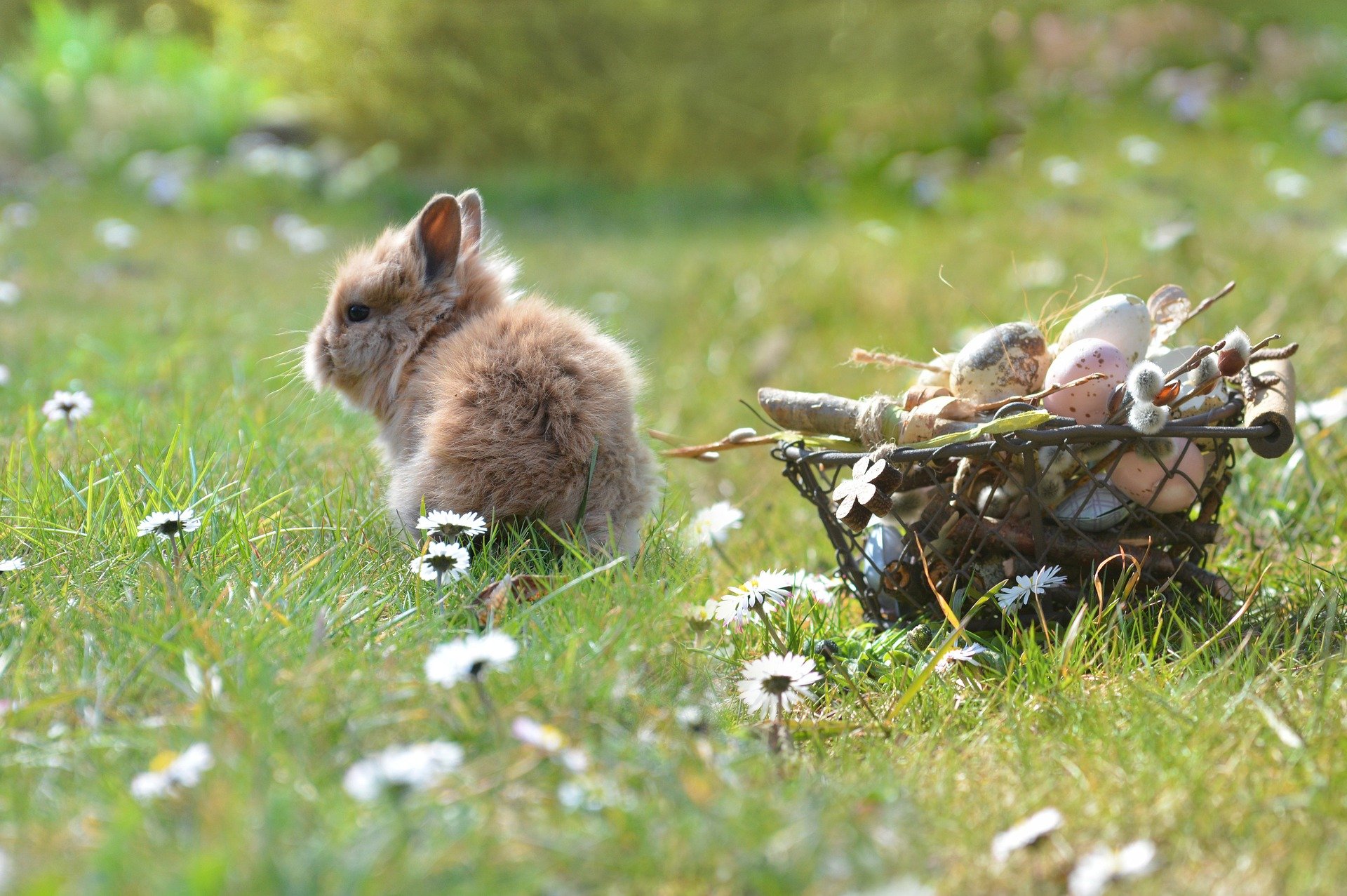 Small rabbit in a grassy field beside an egg basket