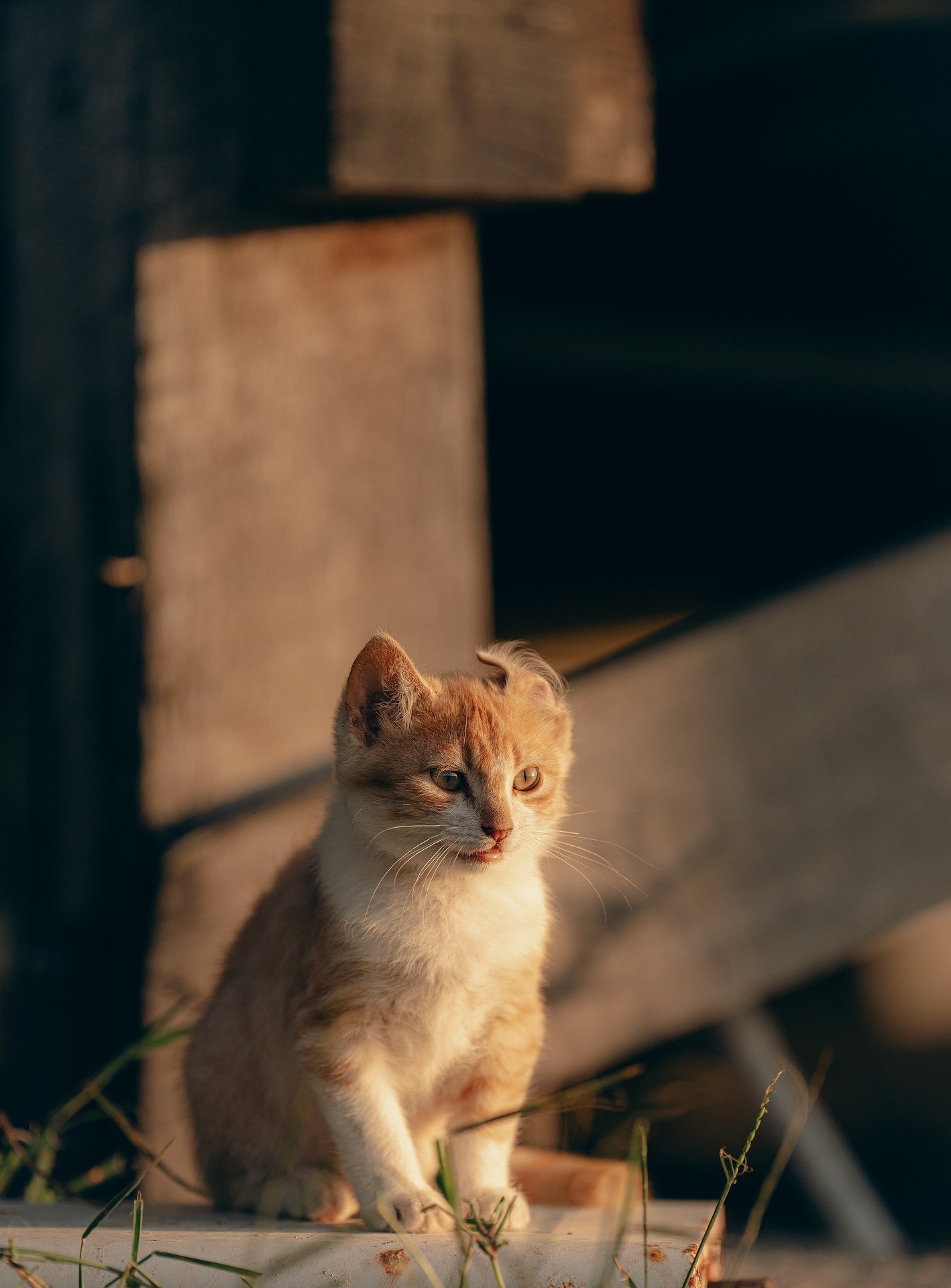 Newsletter Growth System